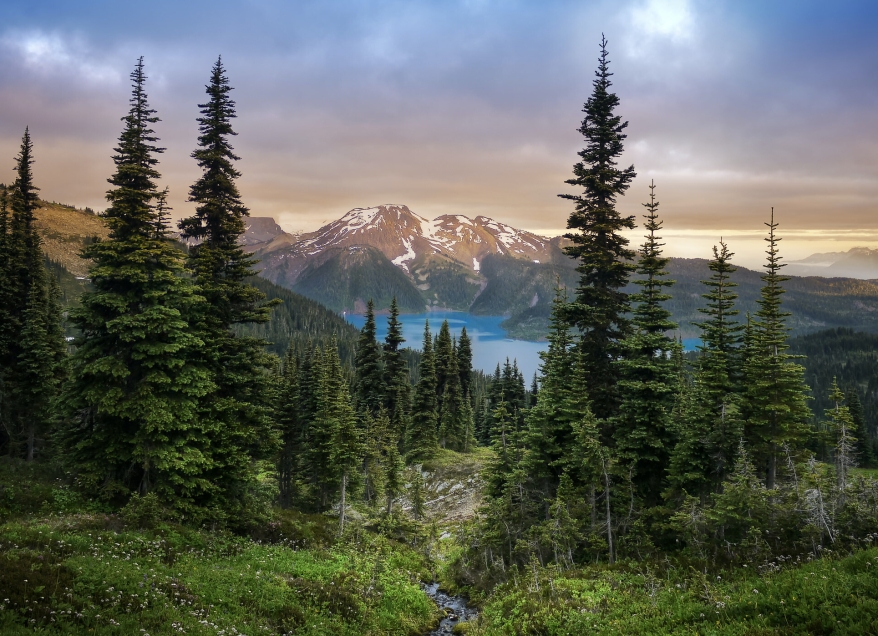 A forest full of trees with Canadian Mountains in the background